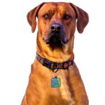 Personalized Square Pet ID Tag - Image 3
