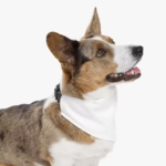 Trendy Accessory Dog Bandana - Image 2