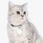 Pet Tag – Custom Engraved ID Tags for Dogs & Cats | Impressiful - Image 5